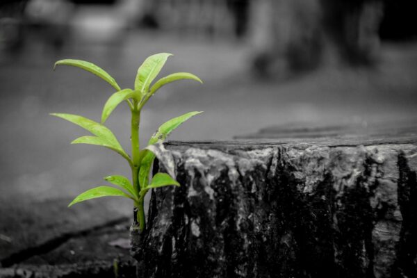 FCA establishes ESG Advisory Committee