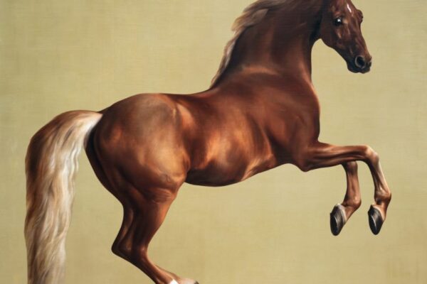 Picture of horse
