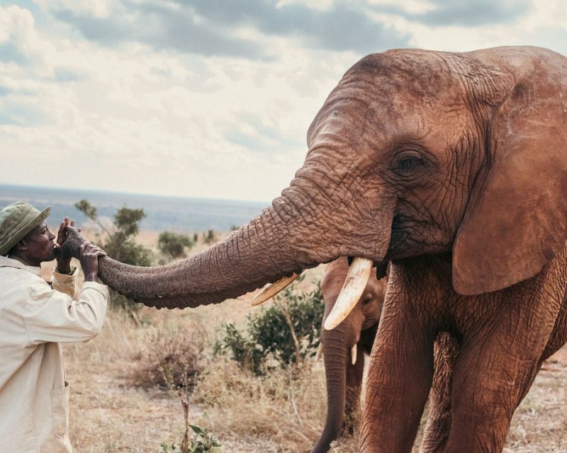 Picture of Elephant Orphans with Guardians