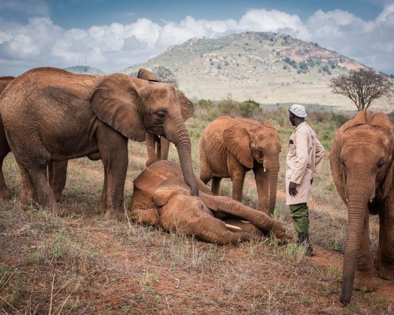 Picture of Elephants.