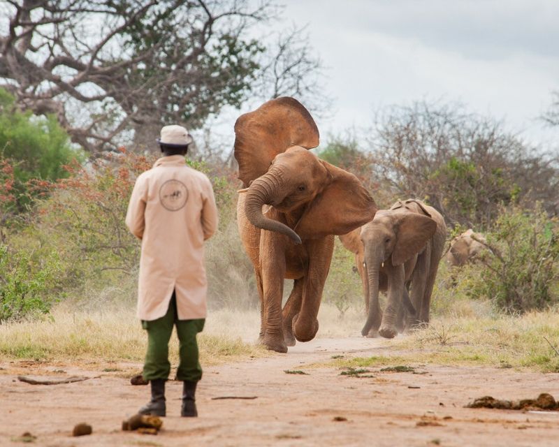 Picture of Elephants.
