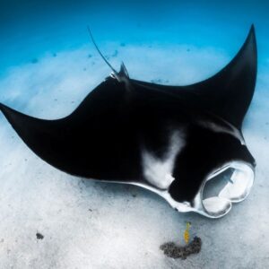 Picture of Manta Ray. Credit: Emilie Ledwidge / Ocean Image Bank