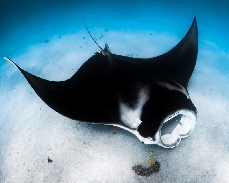 Picture of Manta Ray. Credit: Emilie Ledwidge / Ocean Image Bank