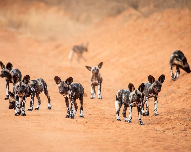 Peter Goddard Picture of wild dog group